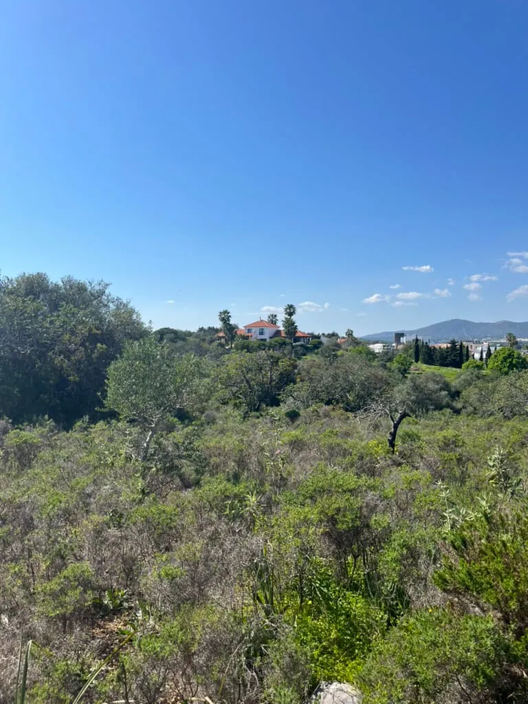 Low scrubland and olive trees in the foreground, a white house with a terracotta roof and palms on a rise beyond, hills on the horizon under a clear sky